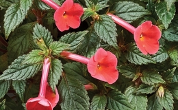 Achimenes 'Glory' Achimenes 'Glory'