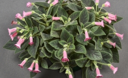 Multiple-genera collection exhibited by Eileen McGrath - Kohleria 'Peridots Rolo' Multiple-genera collection exhibited by Eileen McGrath - Kohleria 'Peridots Rolo'