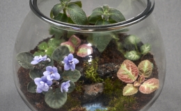Terrarium curved, exhibited by Barbara Stewart Terrarium curved, exhibited by Barbara Stewart