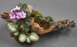 Natural Garden exhibited by Barbara Stewart