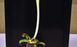 Seemannia purpurascens (pistil and yellow nectary) exhibited by Dale Martens