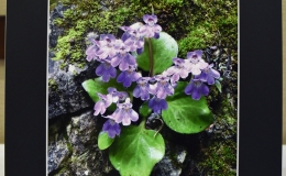 Primulina chizhouensis exhibited by Stephen Maciejewski
