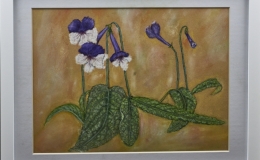 Pastel study of Streptocarpus ‘Harlequin Purple’ exhibited by Randy Baron