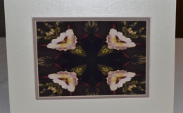 Digitally manipulated photograph of Sinningia eumorpha exhibited by Barbara Stewart