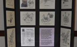 "Gesneriad Portraits from the Pen of Georgene Albrecht" exhibited by Mel Grice