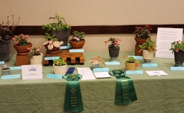 Miniature achimenes and kohlerias exhibited by Gary Hunter