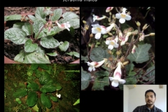 Screen shot of Jerdonia indica from Prasanna’s program