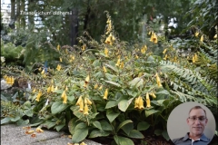 Screen shot of Titanotricum oldhamii growing in an outdoor garden
