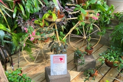 Our convention promo information surrounded by gesneriads