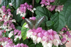 Butterfly exhibit in the north wing