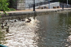 Canada geese joining us on the canal
