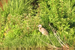 Heron along the canal bank