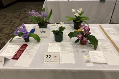 Streptocarpus class