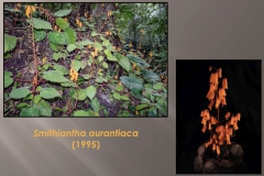 Screen shot of Smithiantha aurantiaca from her program