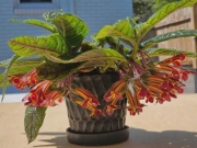 Columnea 'Troulliefou’Matthew Winschel, Connecticut (USA)