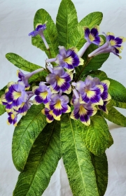 Streptocarpus 'Morning Magic’Terri Vicenzi, Indiana (USA)