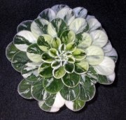 Petrocosmea sericea 'Ice Shards' Dale Martens, Iowa (USA)