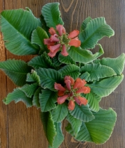 Streptocarpus myoporoidesRon Myhr, Ontario (Canada)