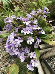 Haberlea rhodopensisErika Schroedersecker, Ontario (Canada)