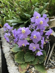 Ramonda myconi Erika Schroedersecker, Ontario (Canada)