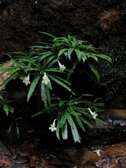 Codonoboea rheophyticaRafidah Abdul Rahman, Selangor (Malaysia)
