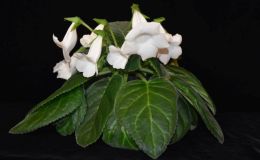Sinningia speciosa ‘Dale’s Winter Breeze’ exhibited by Dale Martens