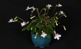 Sinningia pusilla ‘Imbe’ exhibited by Dale Martens