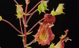 Sinningia brasiliensis exhibited by Dale Martens