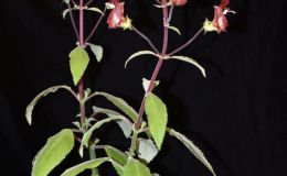 Sinningia brasiliensis exhibited by Dale Martens