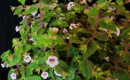 Achimenes misera exhibited by Julie Mavity-Hudson