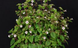 Achimenes misera exhibited by Julie Mavity-Hudson