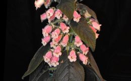Kohleria ‘Baby Yaddle’ exhibited by Dale Martens