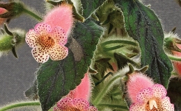 Kohleria 'Baby Yaddle'