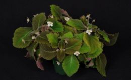 Amalophyllon rupestre exhibited by Dale Martens