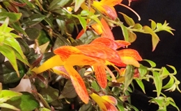 Columnea ‘Early Bird’ exhibited by Maurine Flynn