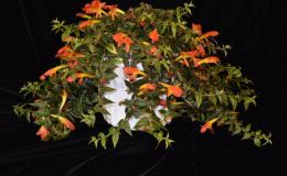Columnea ‘Early Bird’ exhibited by Maurine Flynn