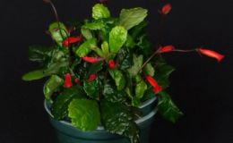 Gesneria cuneifolia ‘Tom Talpey’ exhibited by Linda Hall