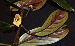 Nematanthus brasiliensis exhibited by Carol Brown