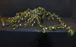 Nematanthus brasiliensis exhibited by Carol Brown
