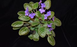 Streptocarpus rupicolus exhibited by Vicki Ferguson Streptocarpus rupicolus exhibited by Vicki Ferguson