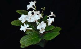Streptocarpus ‘Heartland’s Snow Crystal’ exhibited by Barb Borleske Streptocarpus ‘Heartland’s Snow Crystal’ exhibited by Barb Borleske