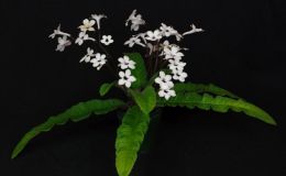 Streptocarpus ‘Black Tie Affair’ exhibited by Linda Hall Streptocarpus ‘Black Tie Affair’ exhibited by Linda Hall