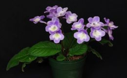 Streptocarpus 'Bristol's Spring Clouds' exhibited by Mel Grice Streptocarpus 'Bristol's Spring Clouds' exhibited by Mel Grice