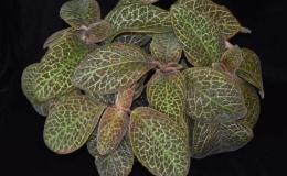 Episcia cupreata exhibited by Josh Higgins Episcia cupreata exhibited by Josh Higgins
