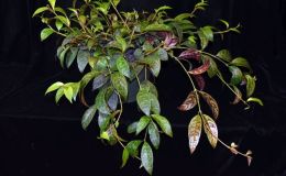 Aeschynanthus longicaulis exhibited by Josh Higgins Aeschynanthus longicaulis exhibited by Josh Higgins