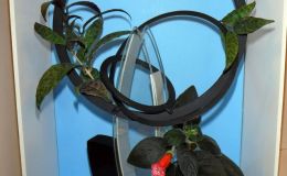 “St. Louis Wheel” exhibited by Vicki Ferguson “St. Louis Wheel” exhibited by Vicki Ferguson