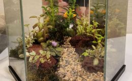 Terrarium, straight-sided exhibited by Jill Fischer