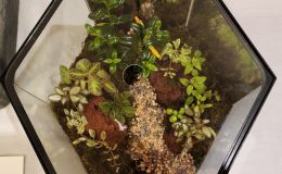 Terrarium, straight-sided exhibited by Jill Fischer