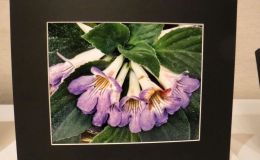 Primulina ‘WYG’s Winter Bouquet’ exhibited by Stephen Maciejewski
