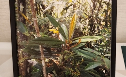 Gesneria nipensis exhibited by Karyn Cichocki